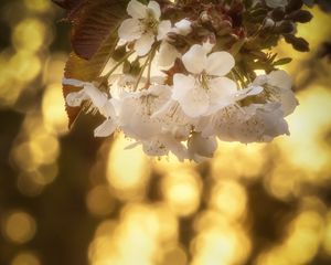 Preview wallpaper cherry, flowers, petals, blur, leaves