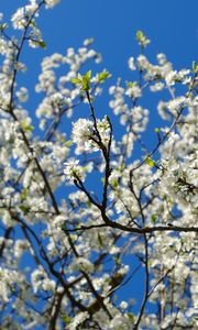 Preview wallpaper cherry, flowers, petals, branches, sky, spring