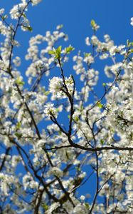 Preview wallpaper cherry, flowers, petals, branches, sky, spring