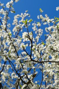 Preview wallpaper cherry, flowers, petals, branches, sky, spring