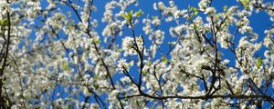 Preview wallpaper cherry, flowers, petals, branches, sky, spring