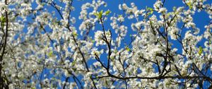 Preview wallpaper cherry, flowers, petals, branches, sky, spring