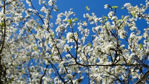 Preview wallpaper cherry, flowers, petals, branches, sky, spring