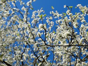 Preview wallpaper cherry, flowers, petals, branches, sky, spring