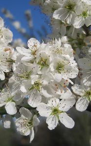 Preview wallpaper cherry, flowers, petals, white