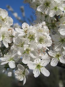 Preview wallpaper cherry, flowers, petals, white