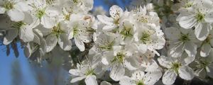 Preview wallpaper cherry, flowers, petals, white