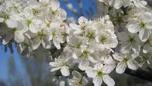 Preview wallpaper cherry, flowers, petals, white