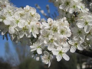 Preview wallpaper cherry, flowers, petals, white