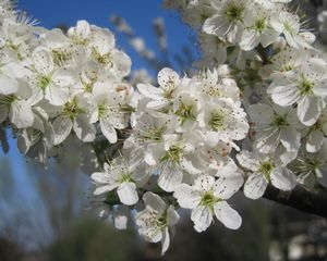 Preview wallpaper cherry, flowers, petals, white