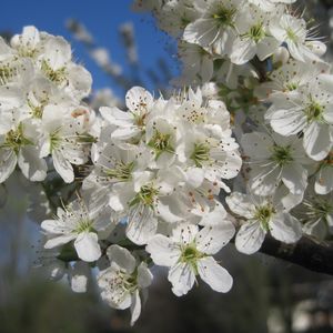 Preview wallpaper cherry, flowers, petals, white