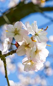 Preview wallpaper cherry, flowers, petals, spring, branch