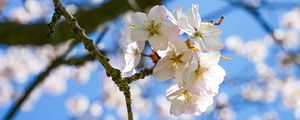 Preview wallpaper cherry, flowers, petals, spring, branch