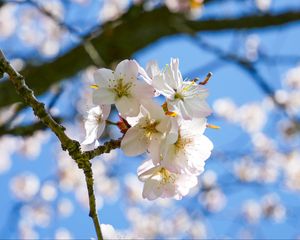 Preview wallpaper cherry, flowers, petals, spring, branch