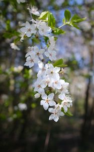 Preview wallpaper cherry, flowers, spring, branch, macro, white