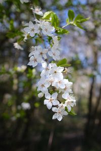 Preview wallpaper cherry, flowers, spring, branch, macro, white