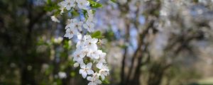 Preview wallpaper cherry, flowers, spring, branch, macro, white