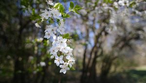 Preview wallpaper cherry, flowers, spring, branch, macro, white
