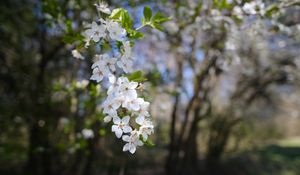 Preview wallpaper cherry, flowers, spring, branch, macro, white