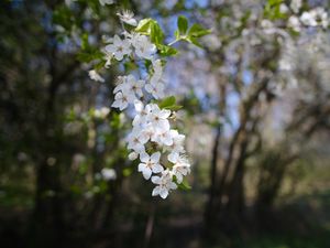 Preview wallpaper cherry, flowers, spring, branch, macro, white