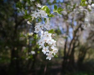 Preview wallpaper cherry, flowers, spring, branch, macro, white