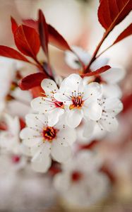 Preview wallpaper cherry, flowers, spring, flowering, macro, pink