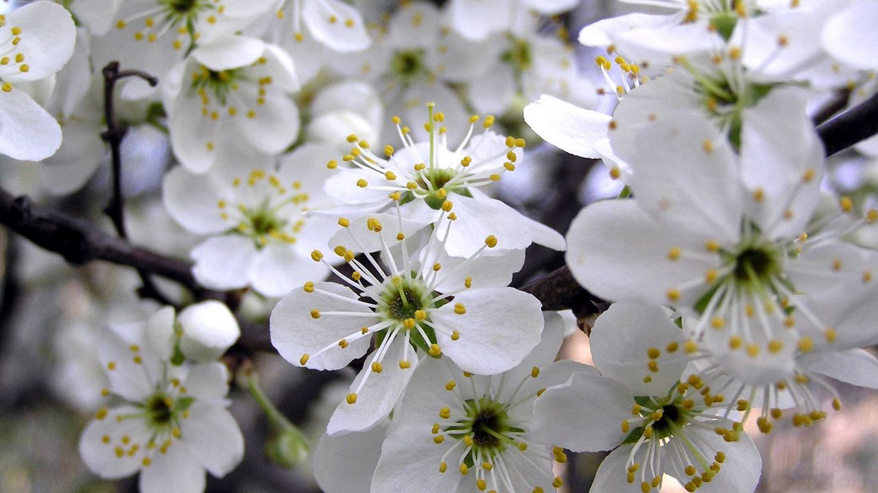 Wallpaper cherry, flowers, spring, white, petals, stamens