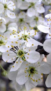 Preview wallpaper cherry, flowers, spring, white, petals, stamens