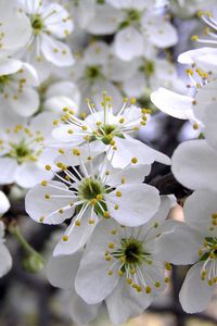 Preview wallpaper cherry, flowers, spring, white, petals, stamens