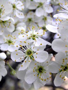 Preview wallpaper cherry, flowers, spring, white, petals, stamens