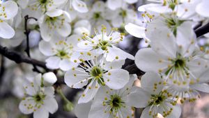 Preview wallpaper cherry, flowers, spring, white, petals, stamens
