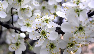 Preview wallpaper cherry, flowers, spring, white, petals, stamens