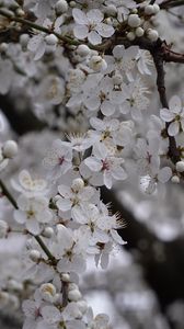 Preview wallpaper cherry, flowers, tree, branch