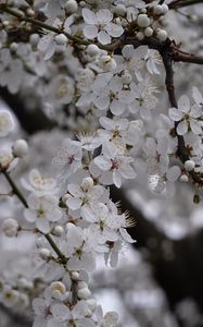 Preview wallpaper cherry, flowers, tree, branch