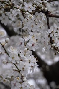 Preview wallpaper cherry, flowers, tree, branch