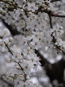 Preview wallpaper cherry, flowers, tree, branch