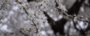 Preview wallpaper cherry, flowers, tree, branch