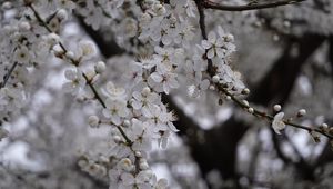 Preview wallpaper cherry, flowers, tree, branch