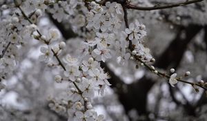 Preview wallpaper cherry, flowers, tree, branch