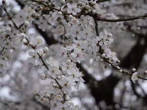 Preview wallpaper cherry, flowers, tree, branch