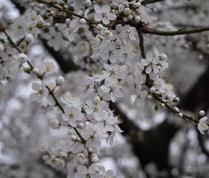 Preview wallpaper cherry, flowers, tree, branch