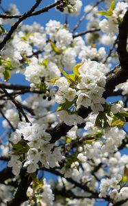 Preview wallpaper cherry, flowers, tree, branches, white