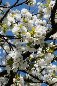 Preview wallpaper cherry, flowers, tree, branches, white