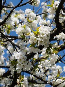 Preview wallpaper cherry, flowers, tree, branches, white