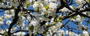 Preview wallpaper cherry, flowers, tree, branches, white