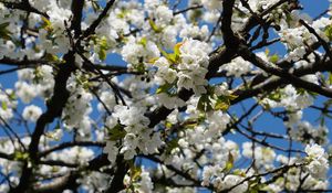 Preview wallpaper cherry, flowers, tree, branches, white