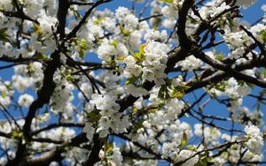 Preview wallpaper cherry, flowers, tree, branches, white