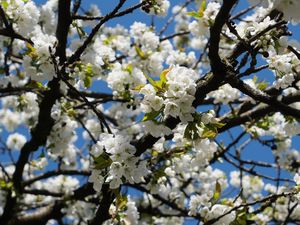 Preview wallpaper cherry, flowers, tree, branches, white