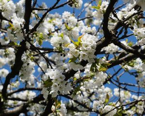 Preview wallpaper cherry, flowers, tree, branches, white