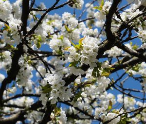 Preview wallpaper cherry, flowers, tree, branches, white